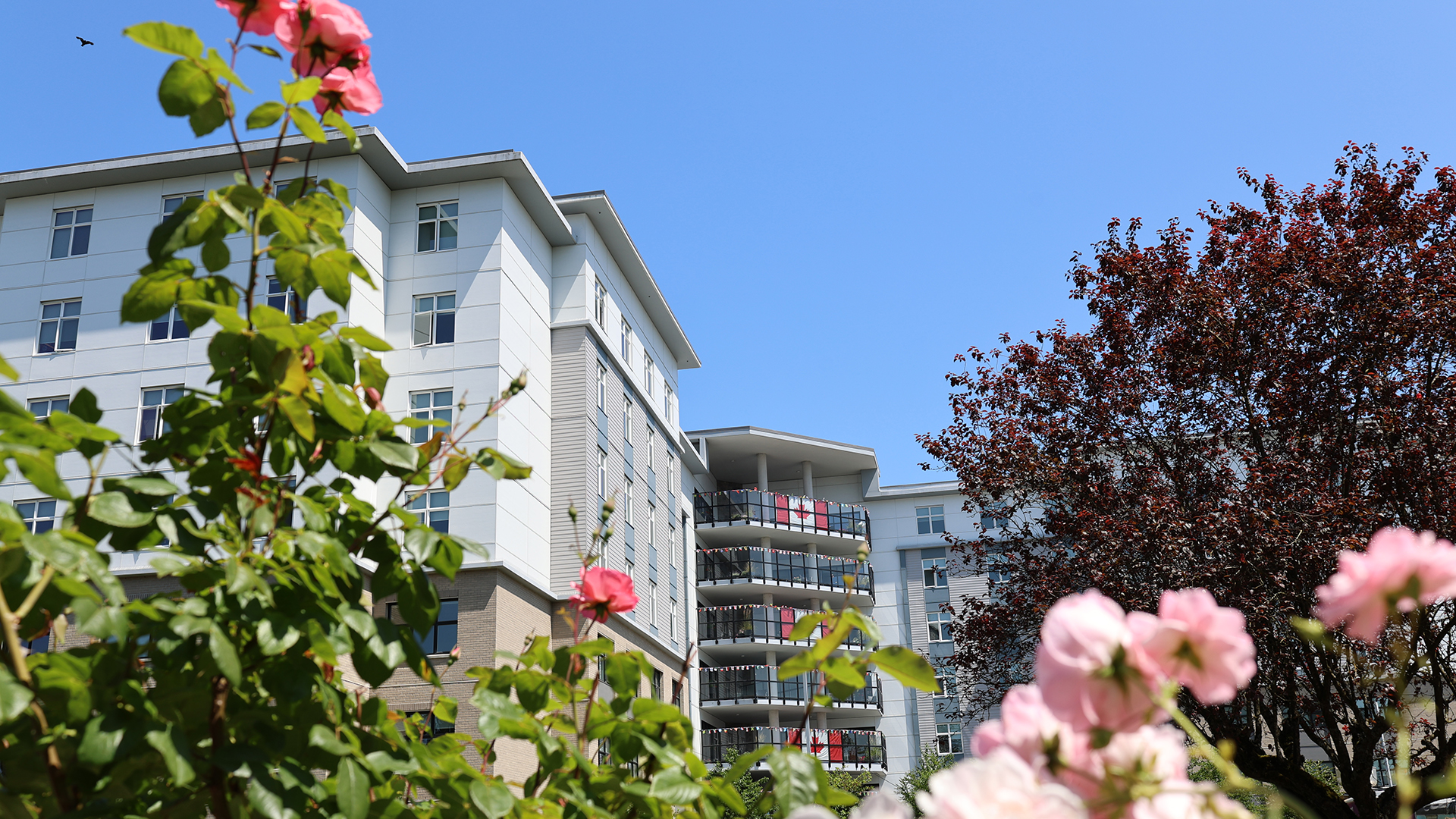 Featured image for “Celebrating Canada Day at New Vista”